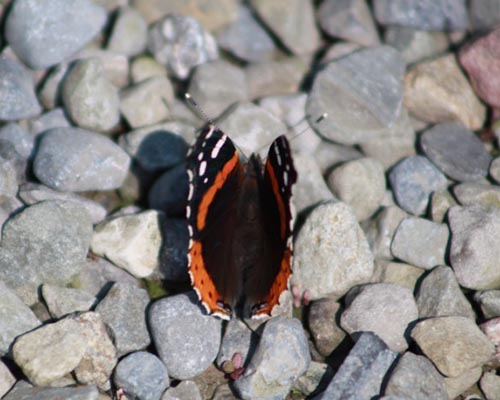 Red admiral